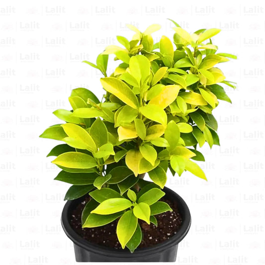 Ficus Panda - Plant