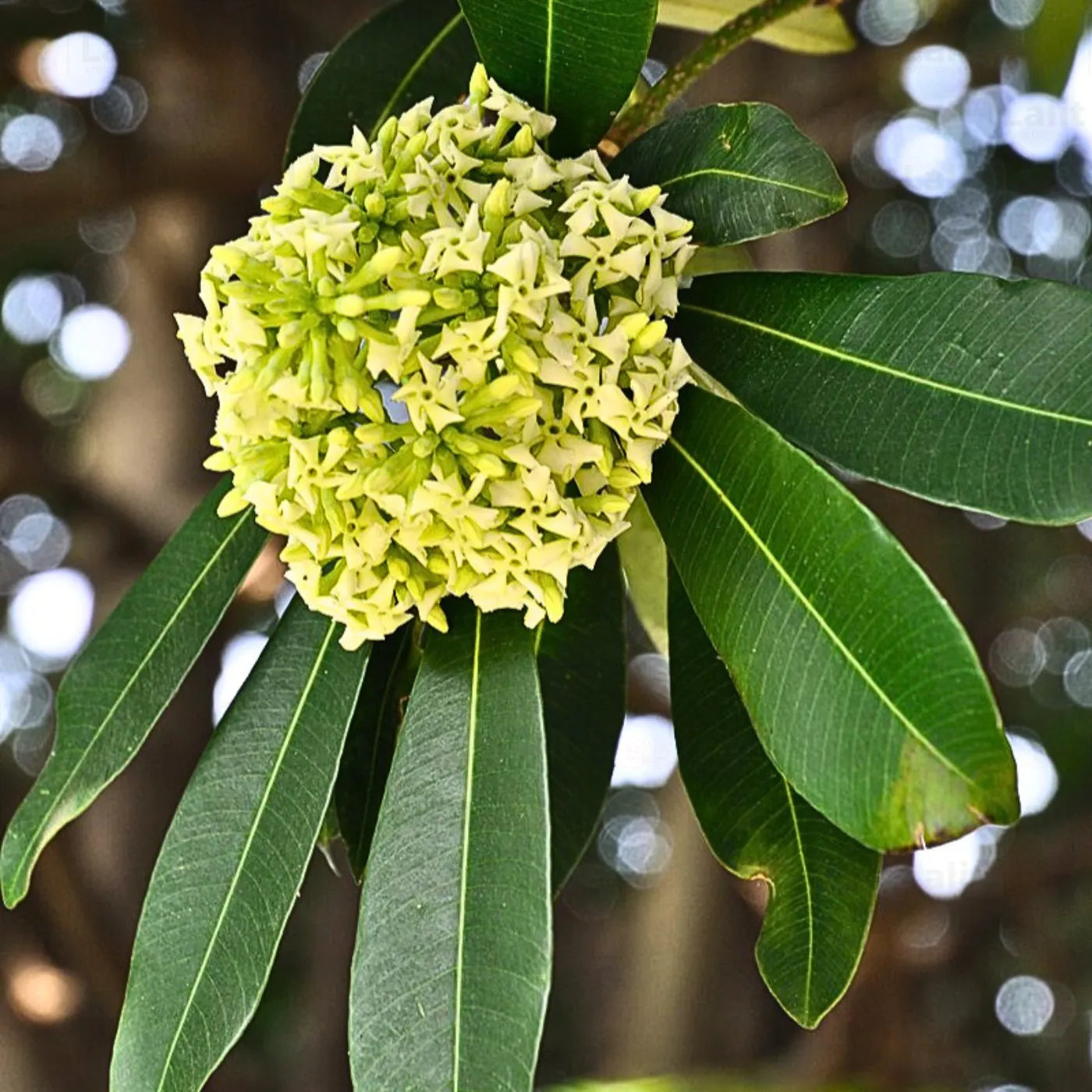 Buy Buy Saptaparni (Alstonia Scholaris) – Plant Online at Lalitenterprise Online at Lalitenterprise