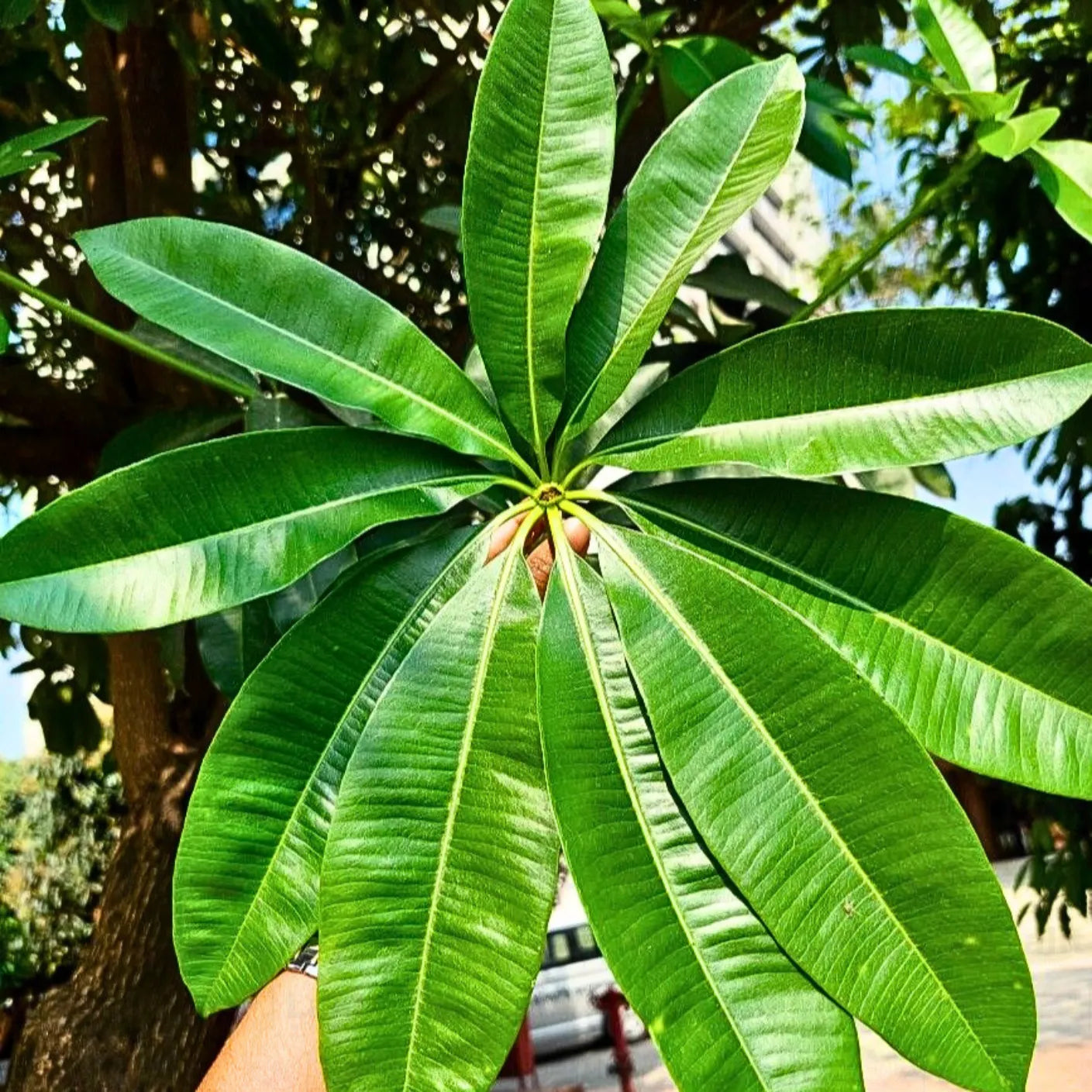 Buy Alstonia Scholaris – Plant Online at Lalitenterprise