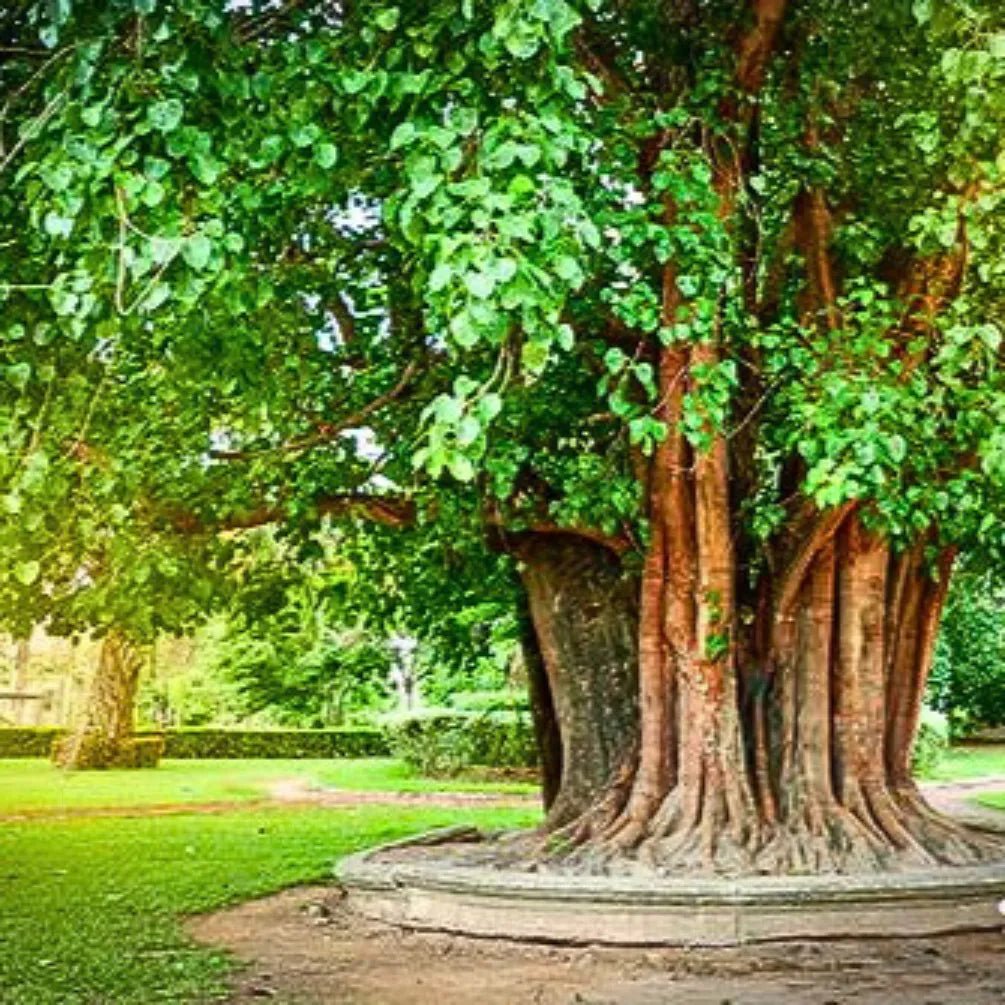 Buy Ficus Religiosa - Plant Online at Lalitenterprise