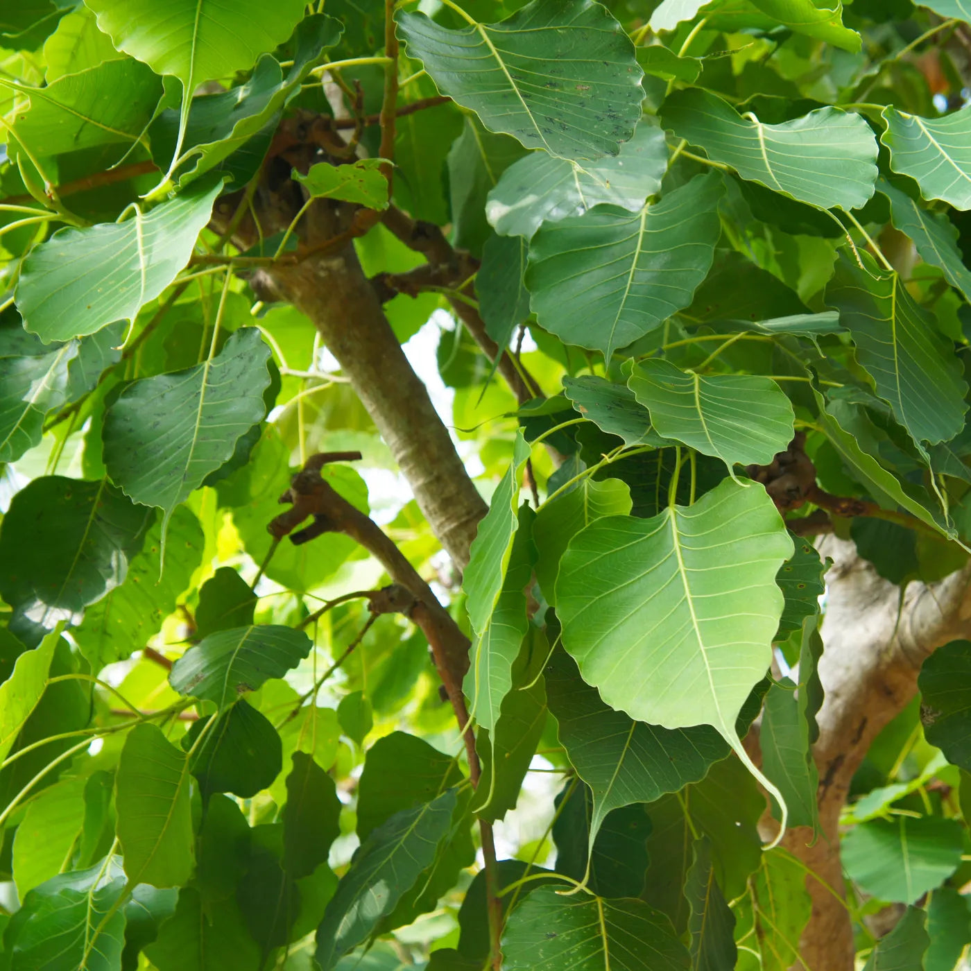 Buy Peepal, Sacred Fig (Ficus Religiosa) - Plant Online at Lalitenterprise