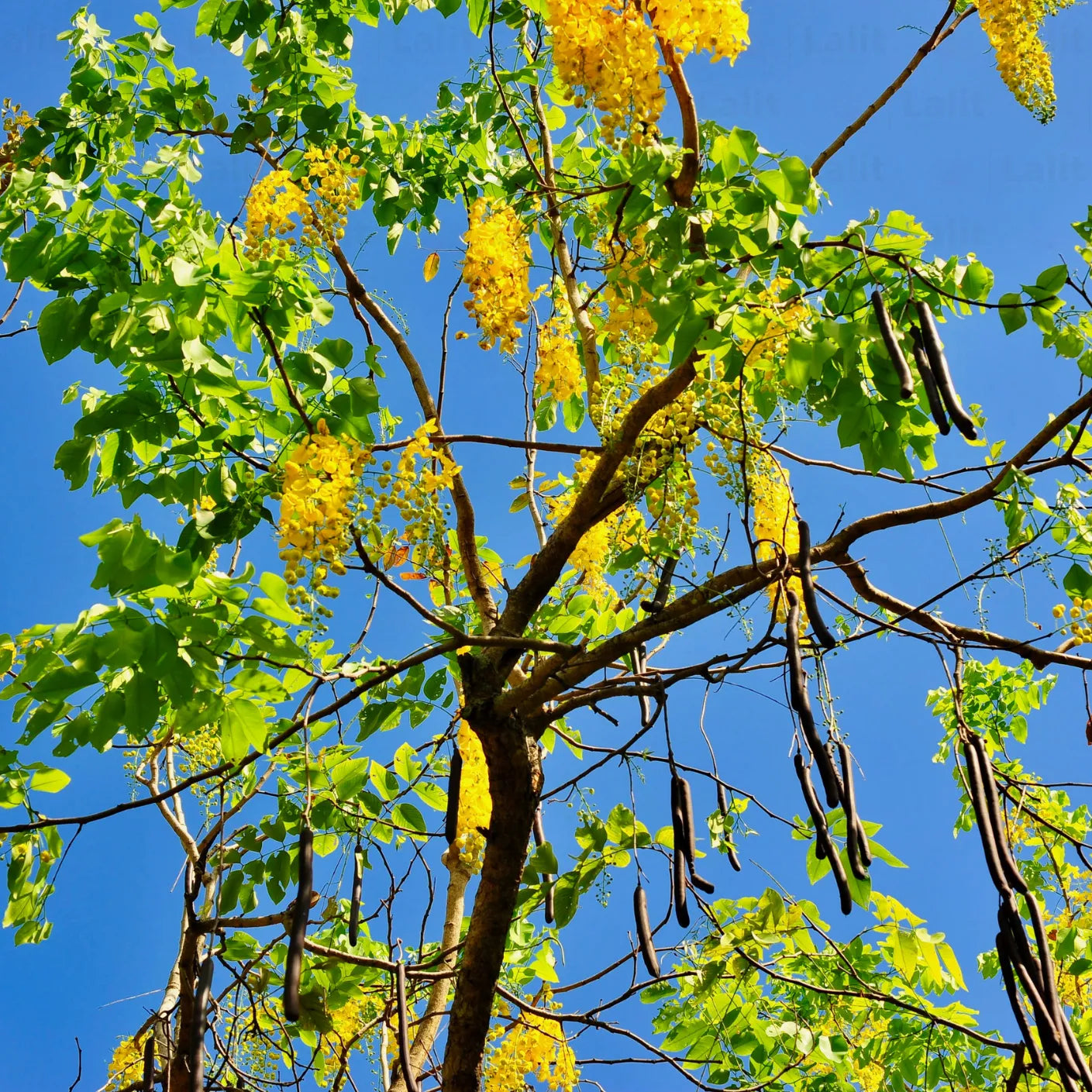 Buy "Golden Shower Tree - Plant Online at Lalitenterprise