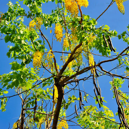 Buy "Golden Shower Tree - Plant Online at Lalitenterprise