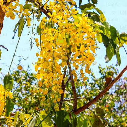 Buy Cassia Fistula - Plant Online at Lalitenterprise