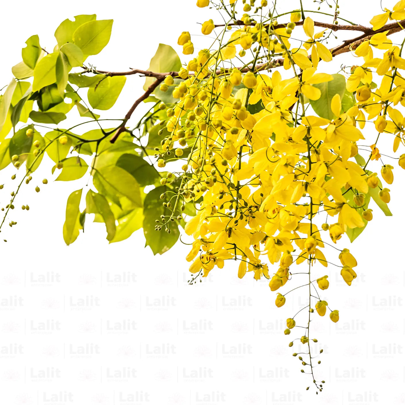 Buy Amaltas (Cassia Fistula) "Golden Shower Tree" - Plant Online at Lalitenterprise