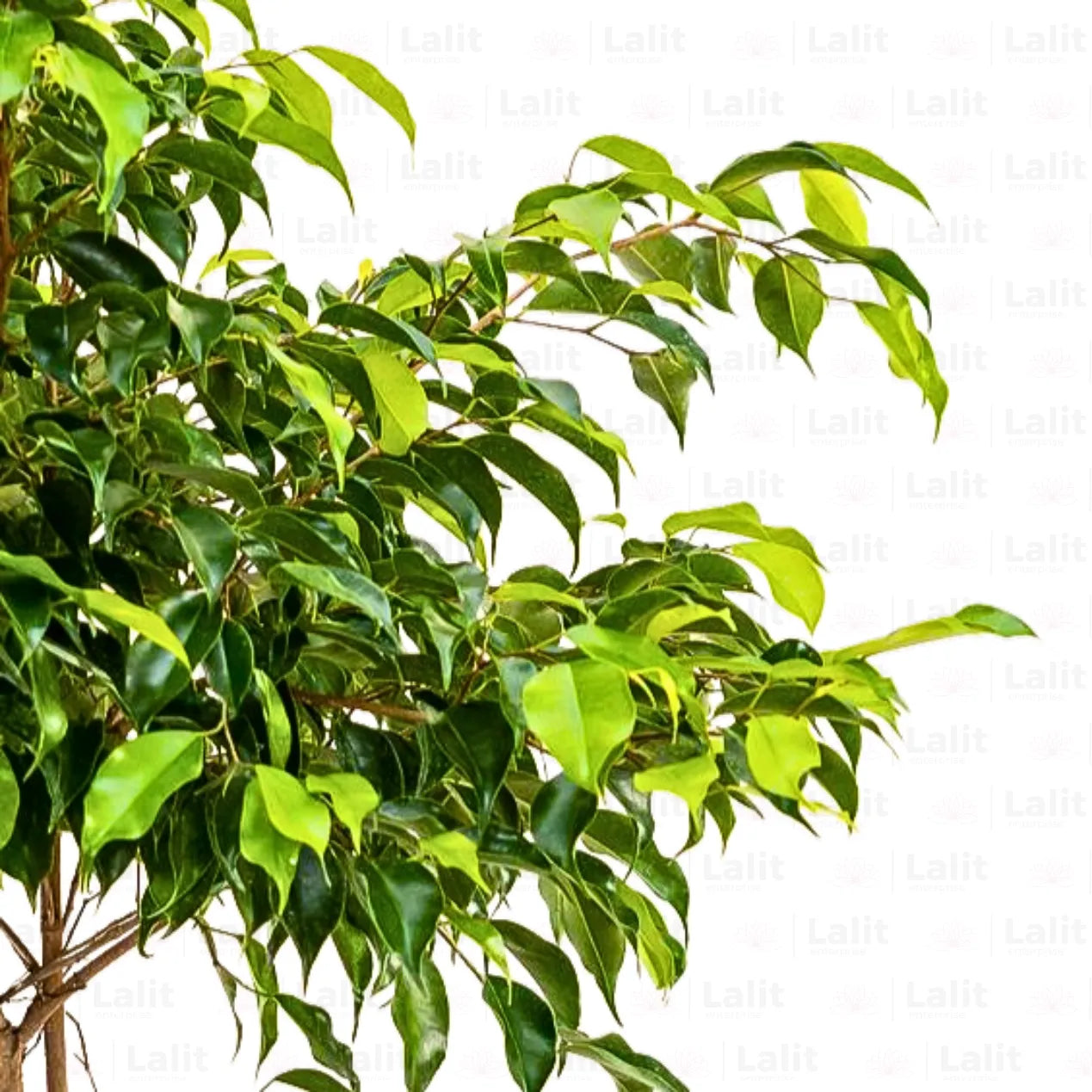 Buy Ficus Green - Plant Online at Lalitenterprise