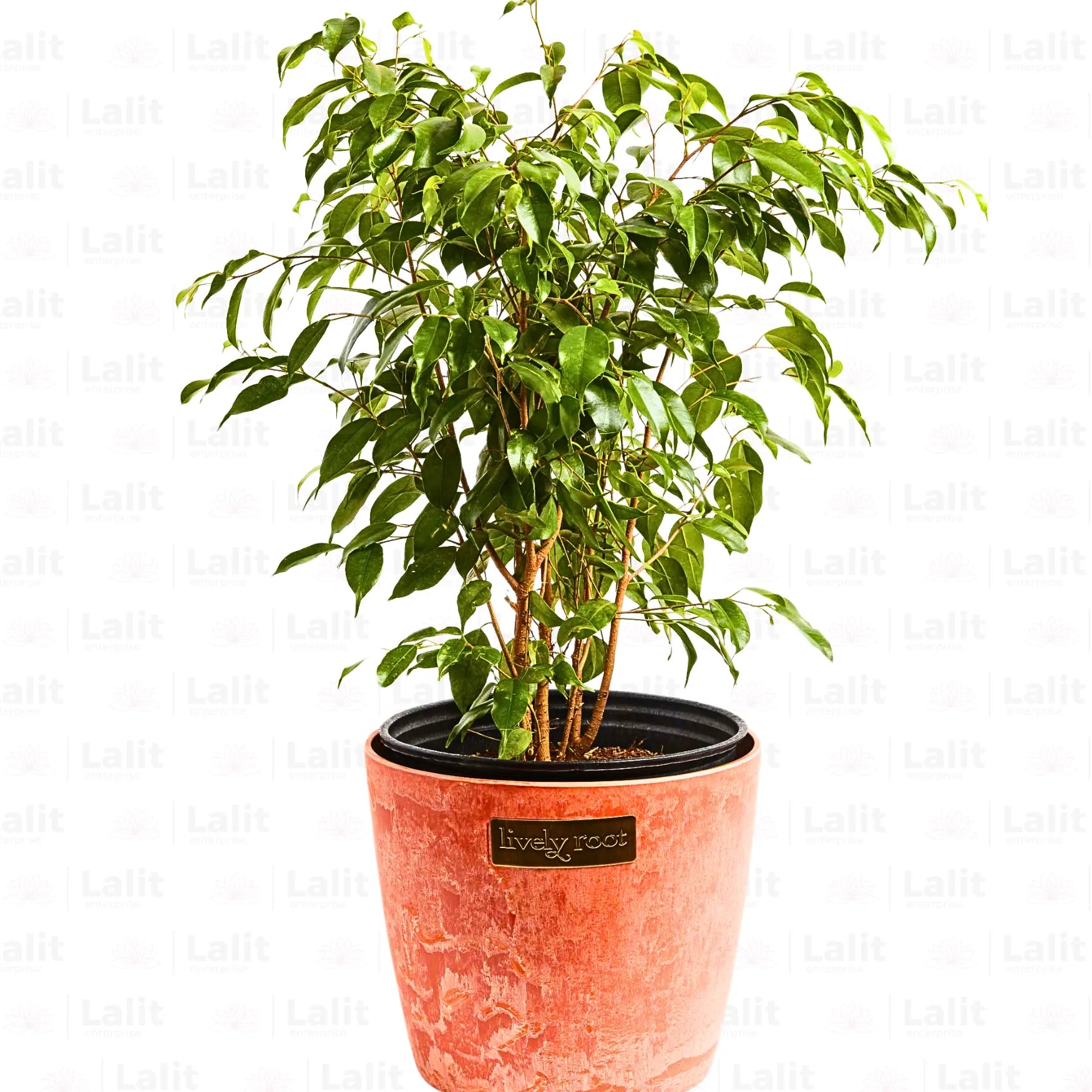 Buy Weeping Fig - Plant Online at Lalitenterprise