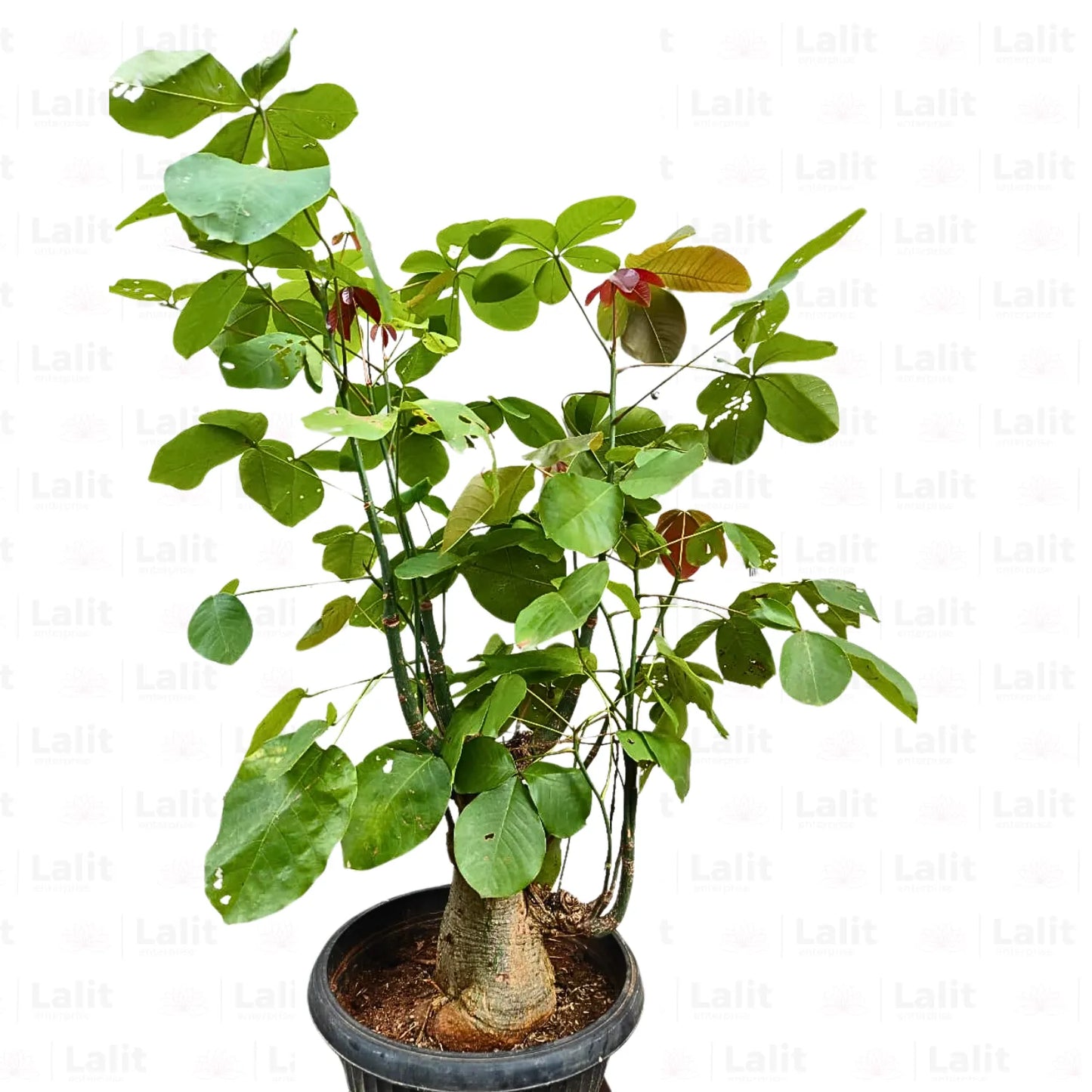 Buy Bombax Ceiba 'Bonsai' (Red Silk-Cotton Tree) - Plant Online at Lalitenterprise