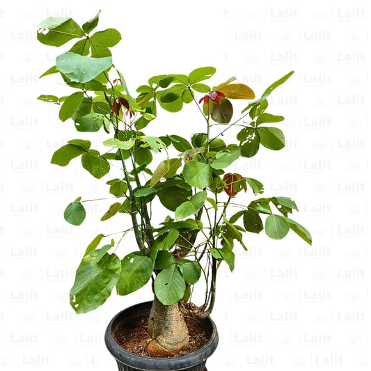 Buy Bombax Ceiba 'Bonsai' (Red Silk-Cotton Tree) - Plant Online at Lalitenterprise