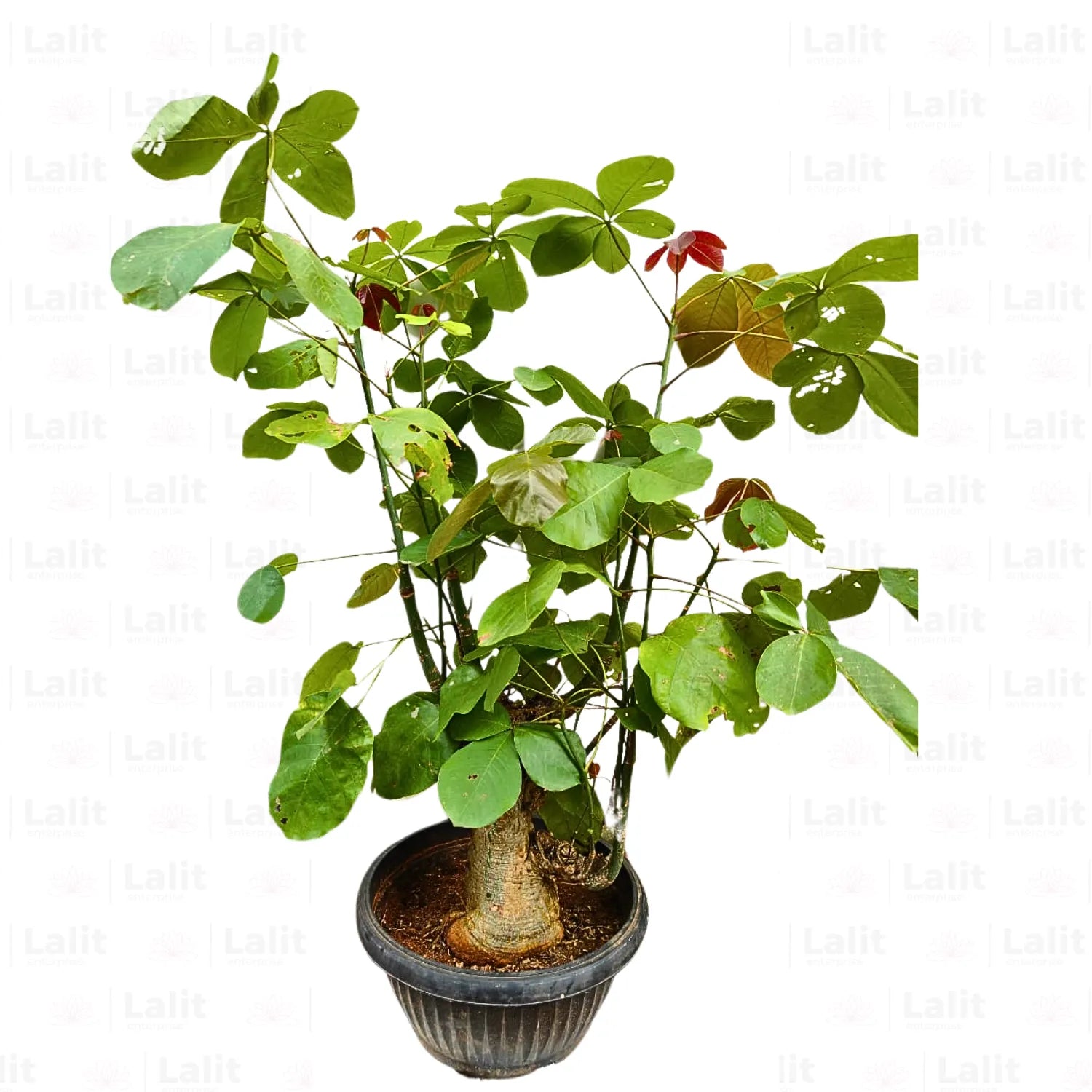 Buy Bombax Ceiba 'Bonsai' (Red Silk-Cotton Tree) - Plant Online at Lalitenterprise