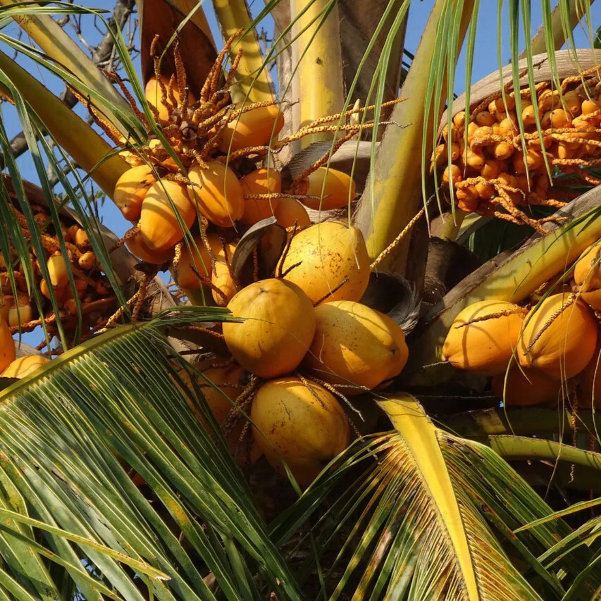 Buy Coconut Tree Golden (Cocus Nucifera) "Nariyal" - Plant Online at Lalitenterprise