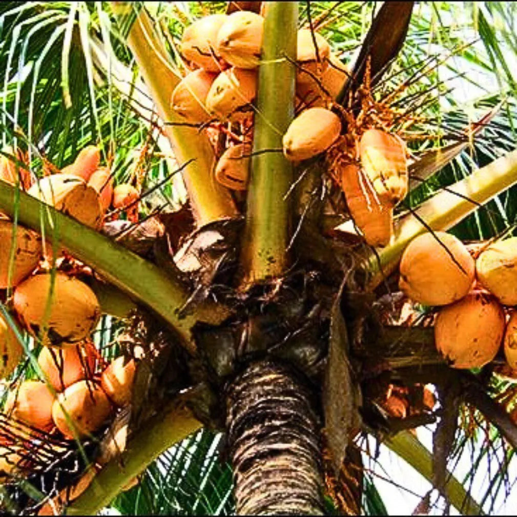 Buy Coconut Tree Golden (Cocus Nucifera) "Nariyal" - Plant Online at Lalitenterprise