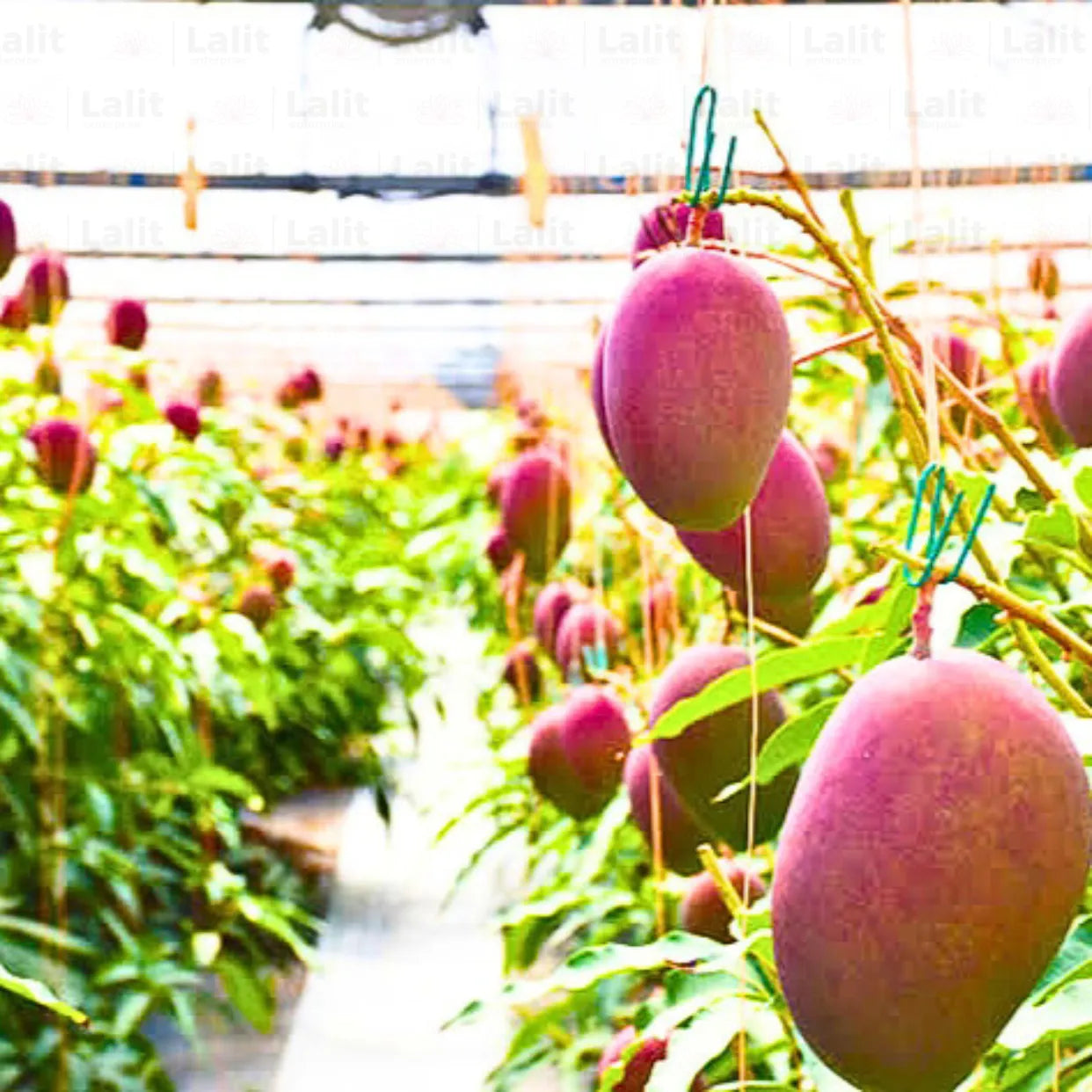 Buy Japanese Miyazaki Mango "Grafted" - Plant Online at Lalitenterprise