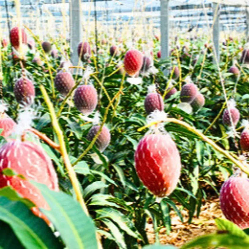 Buy Japanese Miyazaki Mango "Grafted" - Plant Online at Lalitenterprise