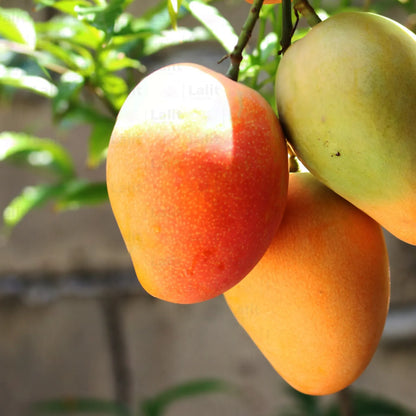 Buy Japanese Miyazaki Mango "Grafted" - Plant Online at Lalitenterprise