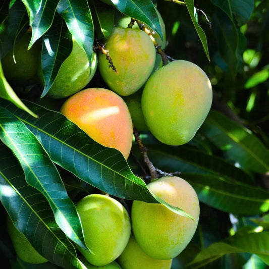 Buy Bari 4 Mango "Grafted" - Plant Online at Lalitenterprise