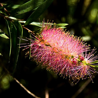 Buy Bottle Brush - Plant Online at Lalitenterprise