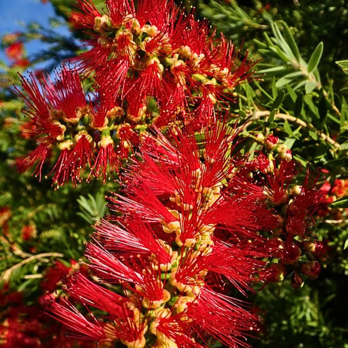 Buy Callistemon - Plant Online at Lalitenterprise