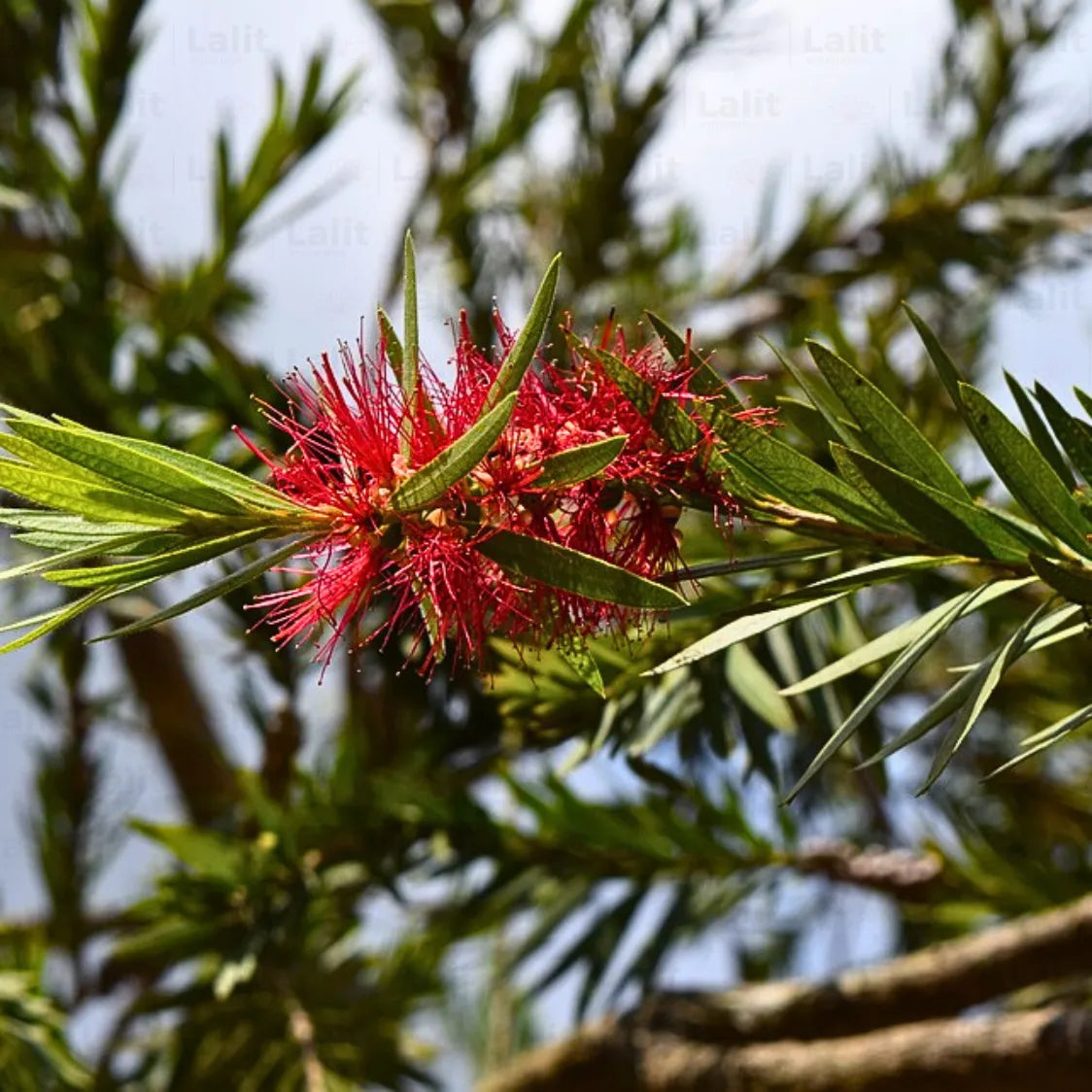 Buy Bottle Brush (Callistemon) - Plant Online at Lalitenterprise