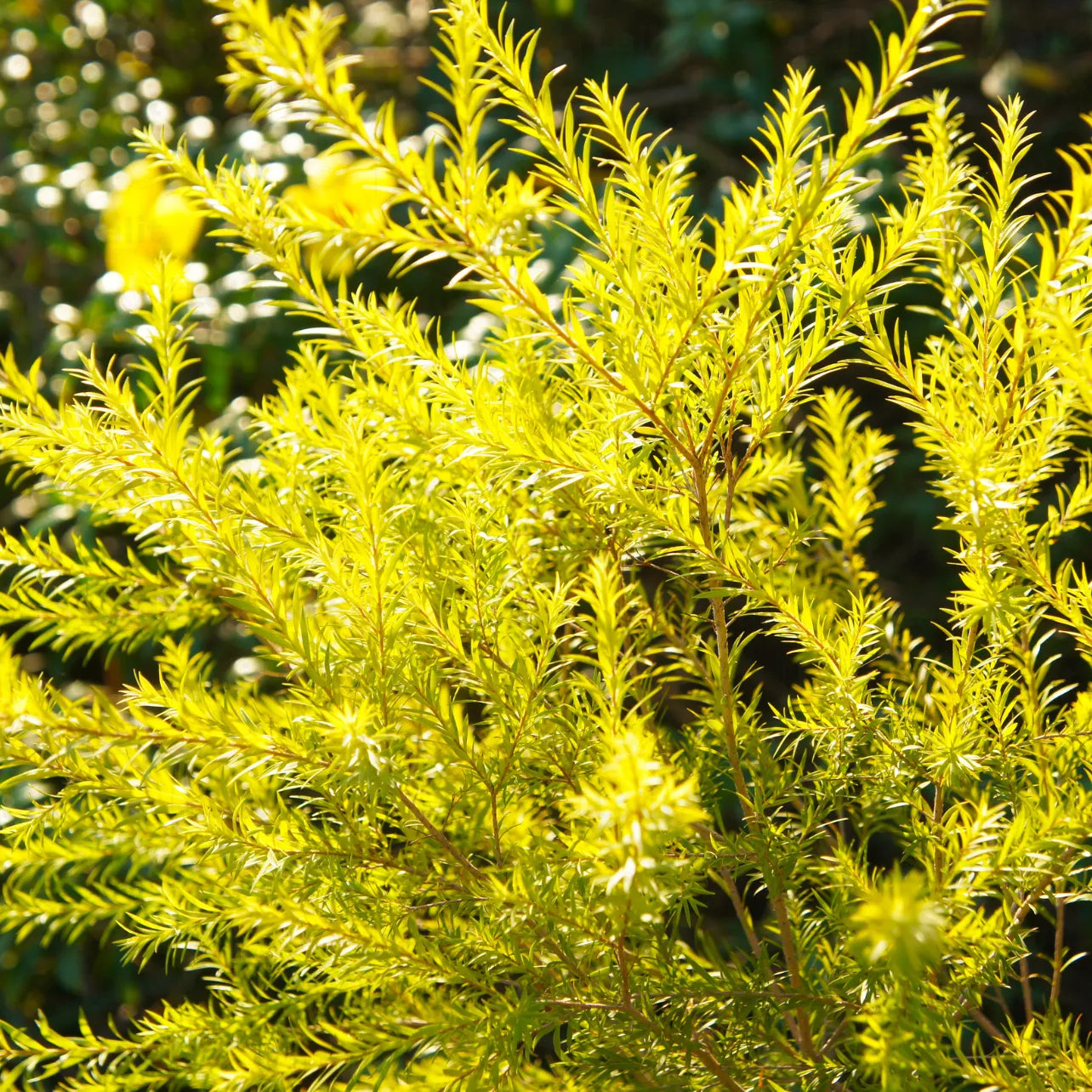 Buy Golden Bottlebrush (Melaleuca Bracteata) - Plant Online at Lalitenterprise