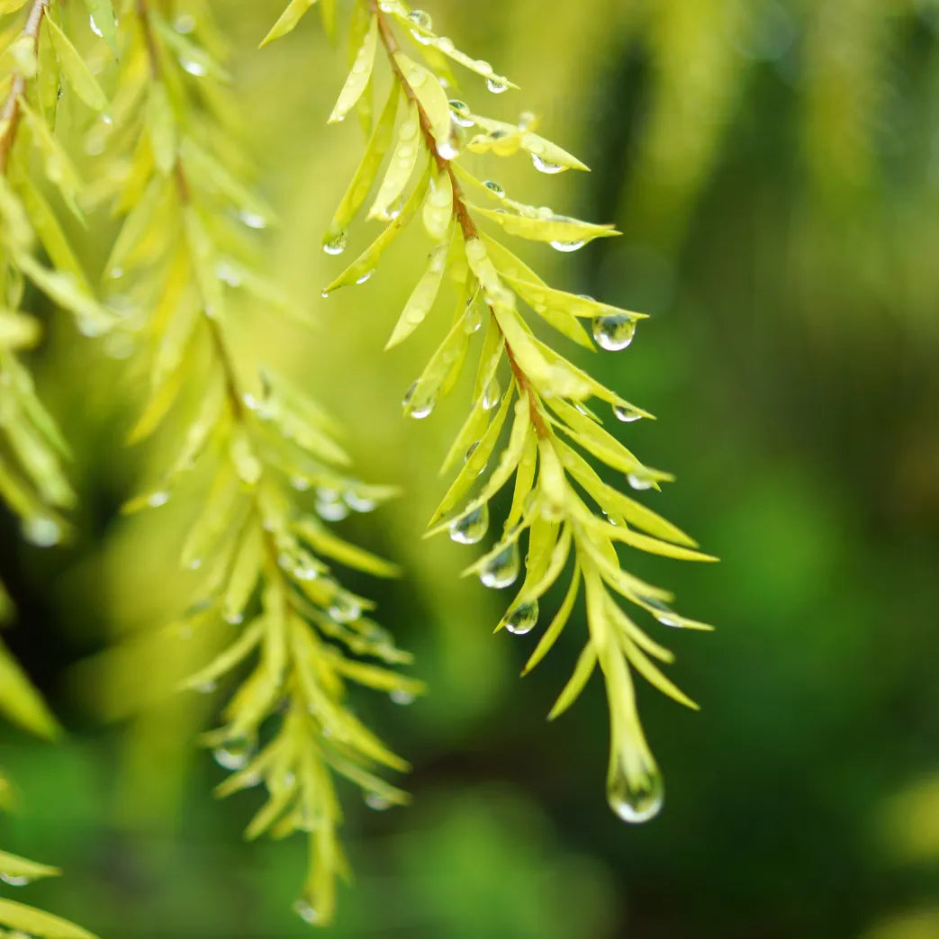 Buy Golden Bottlebrush (Melaleuca Bracteata) - Plant Online at Lalitenterprise