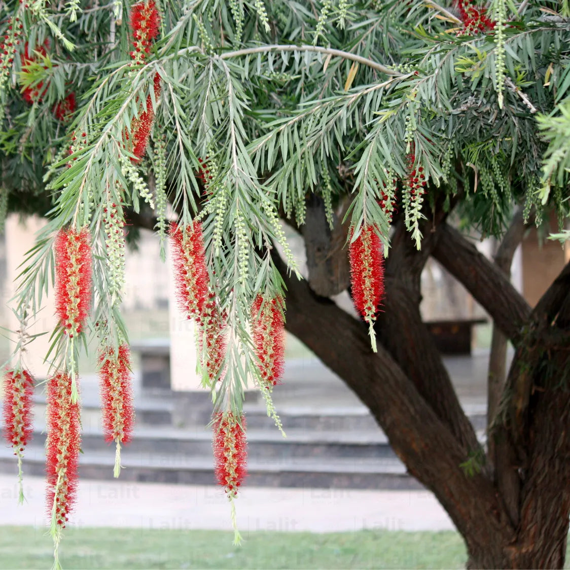 Buy Callistemon - Plant Online at Lalitenterprise