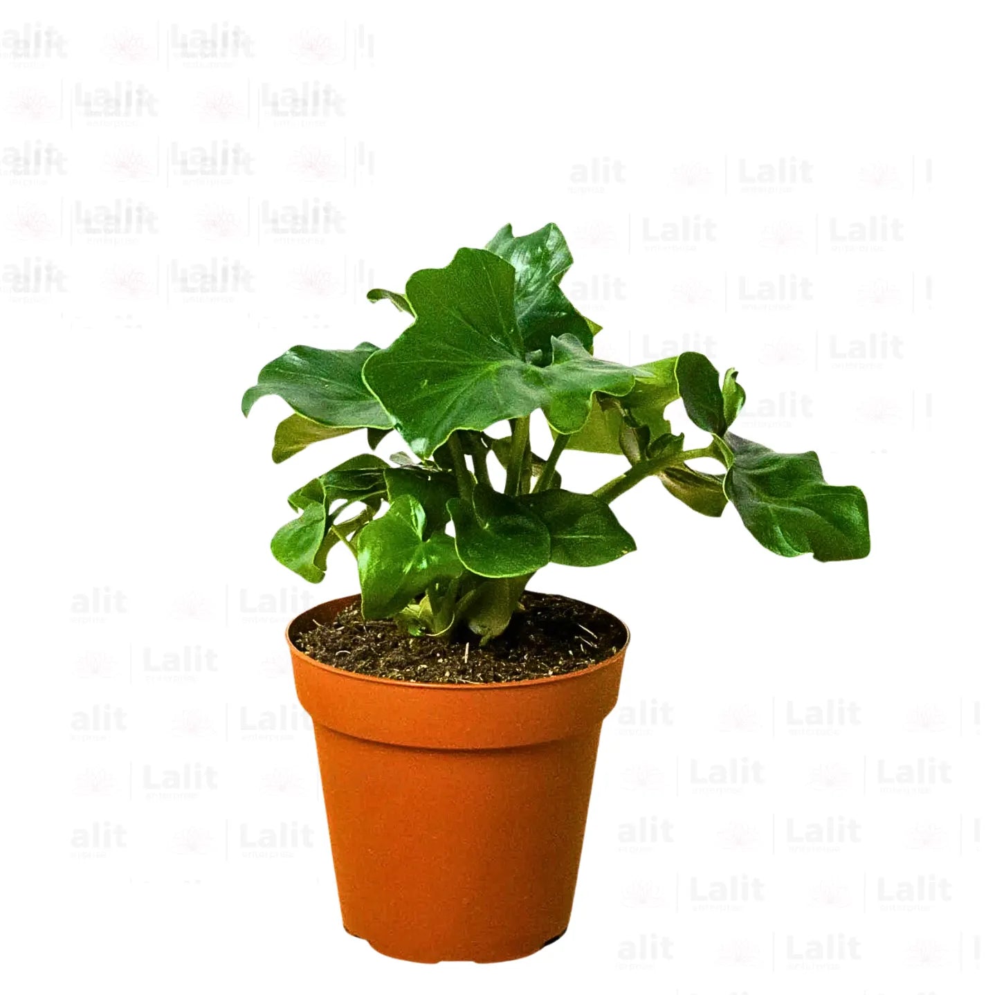 Buy Philodendron Atom (Thaumatophyllum Bipinnatifidum) - Plant Online at Lalitenterprise