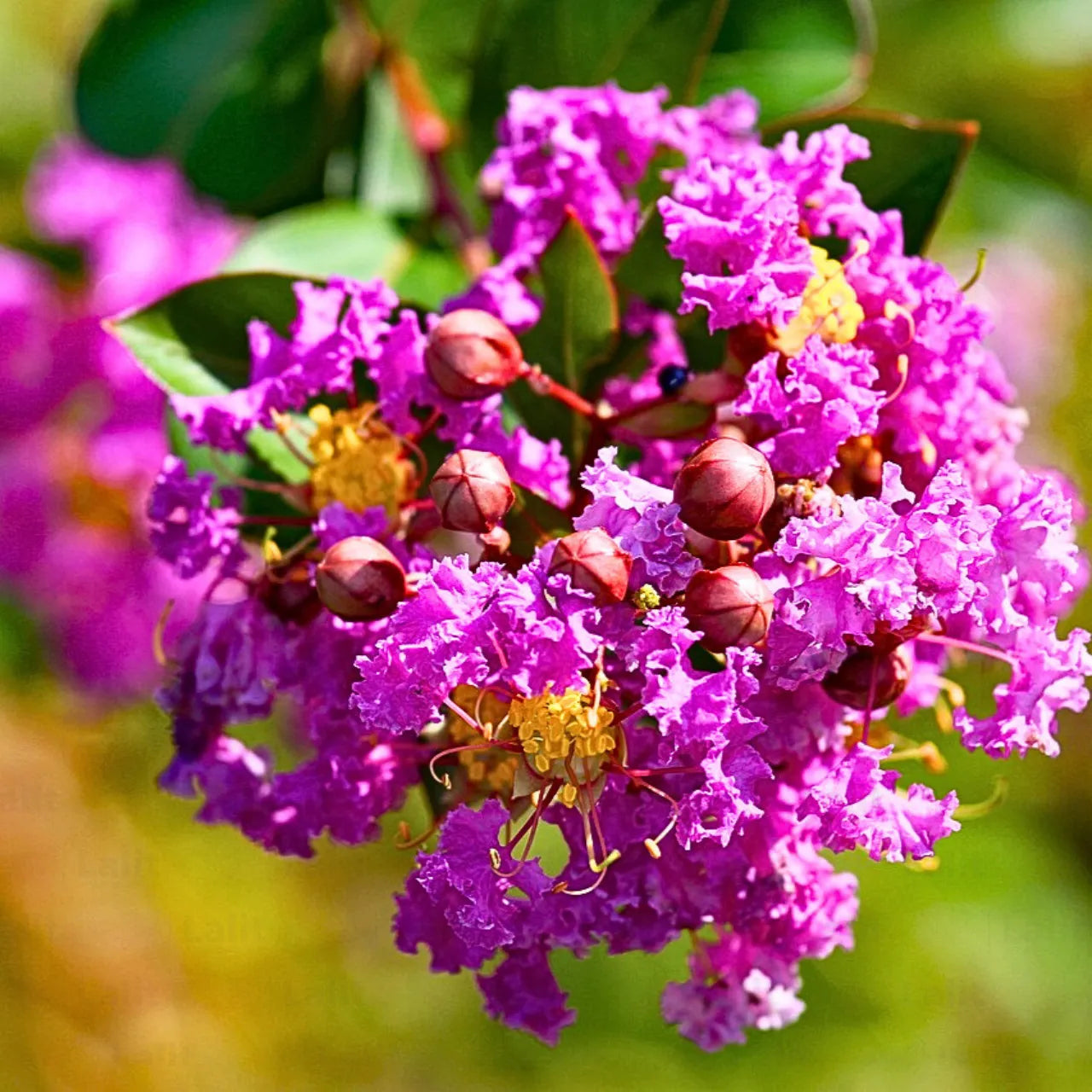 Buy Lagerstroemia Indica 'Twilight' Thai - Plant Online at Lalitenterprise