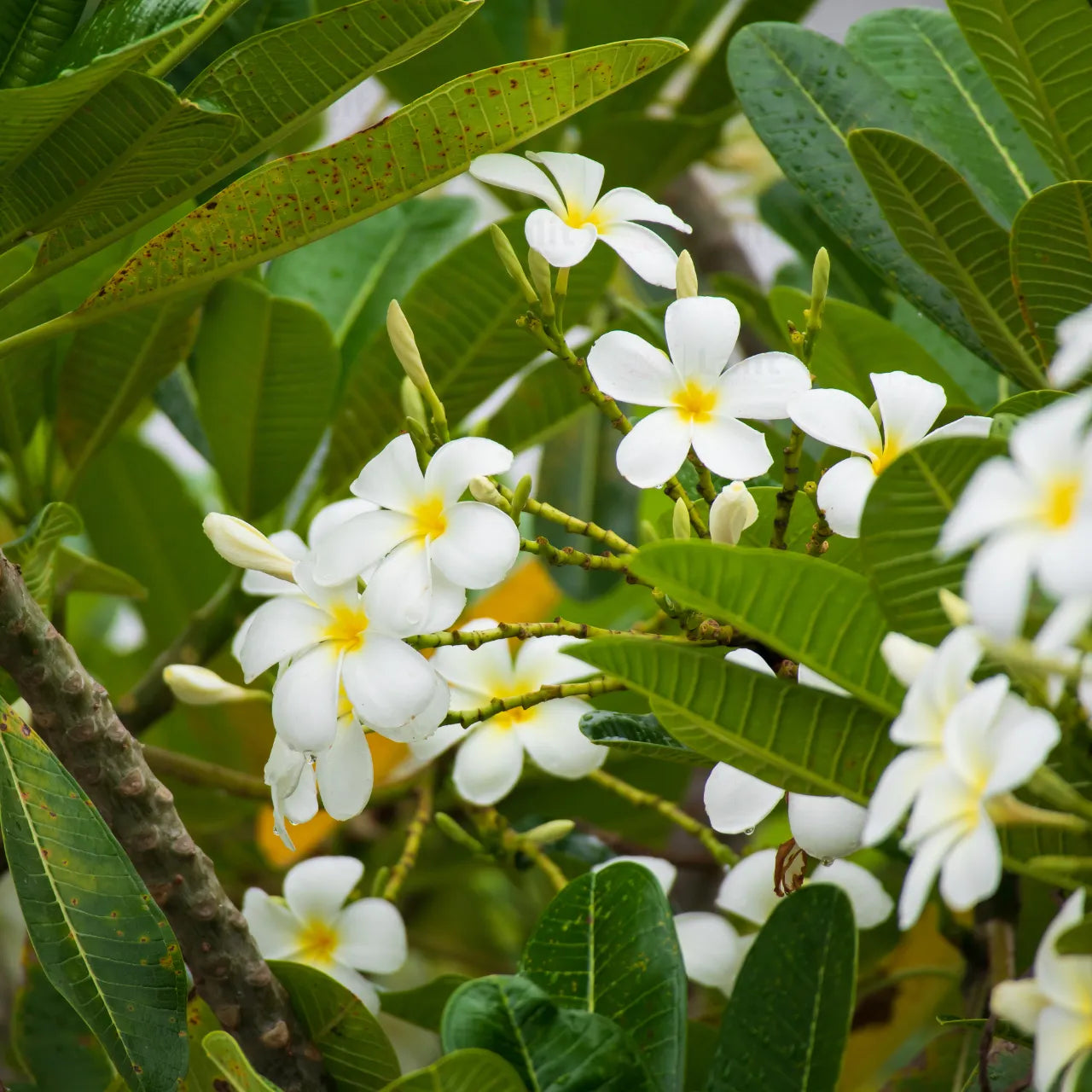 Buy Plumeria Alba (White Frangipani) - Plant online at Lalitenterprise