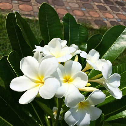 Buy Plumeria Alba - Plant online at Lalitenterprise