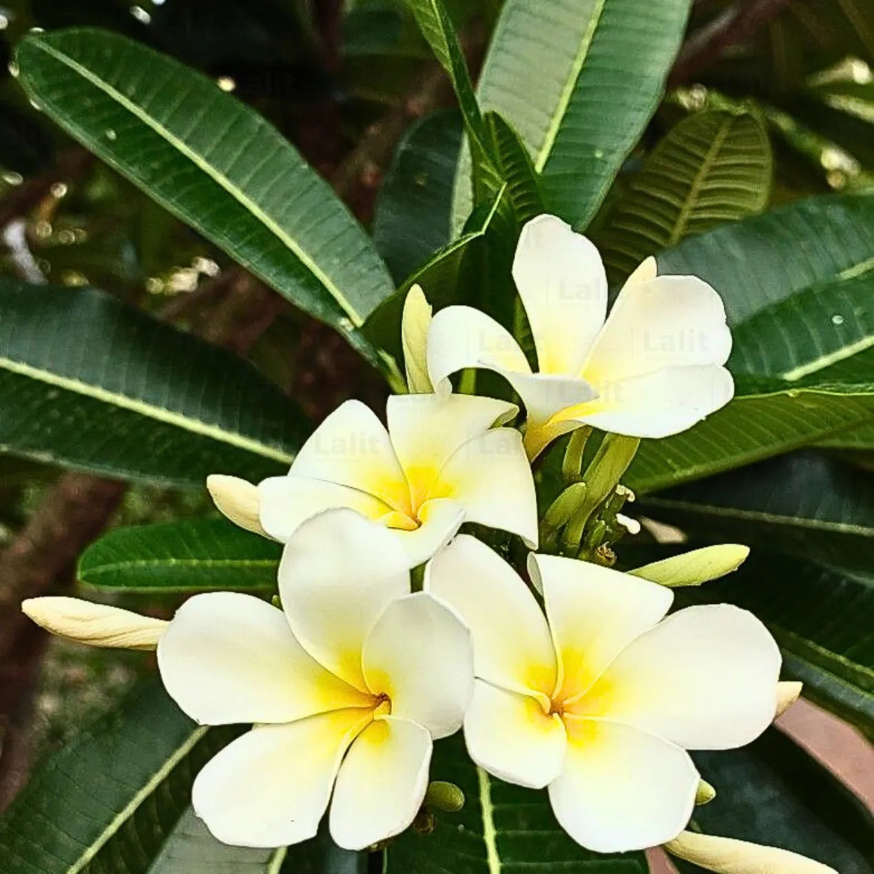 Buy White Frangipani - Plant online at Lalitenterprise