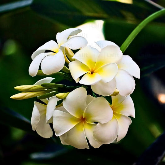 Buy Dwarf Plumeria White - Plant online at Lalitenterprise