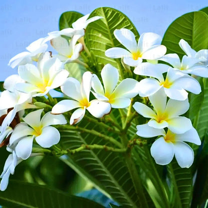 Buy Dwarf "Plumeria" - Plan Online at Lalitenterprise