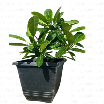 Buy Dwarf Singapore Champa "Plumeria" - Plan Online at Lalitenterprise