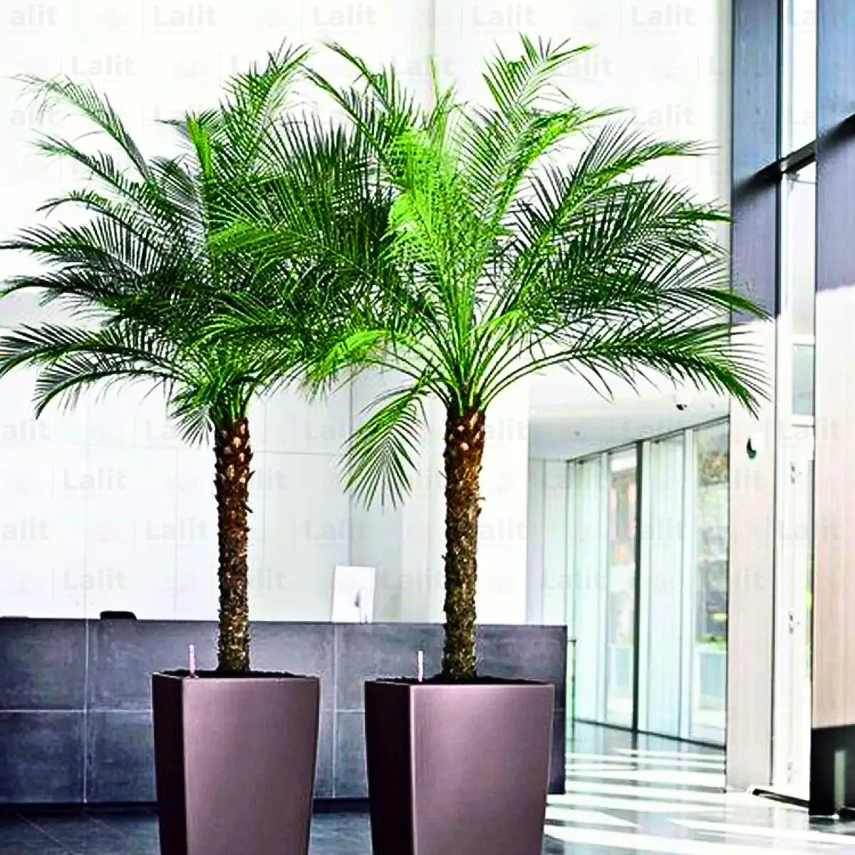 Buy Phoenix Canariensis - Plant Online at Lalitenterprise