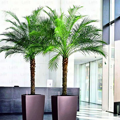 Buy Phoenix Canariensis - Plant Online at Lalitenterprise