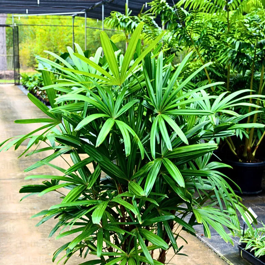 Buy Rhapis Excelsa - Plant Online at Lalitenterprise