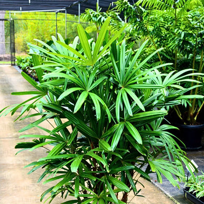 Buy Rhapis Excelsa - Plant Online at Lalitenterprise