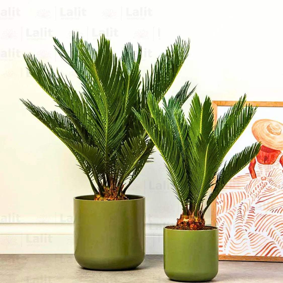 Buy Cycas Palm (Cycas Revoluta) Sago Palm - Plant Online at Lalitenterprise