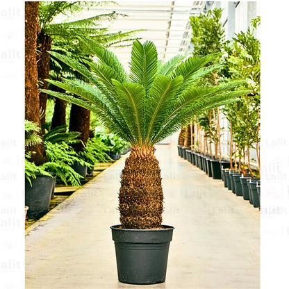 Buy Cycas Revoluta - Plant Online at Lalitenterprise