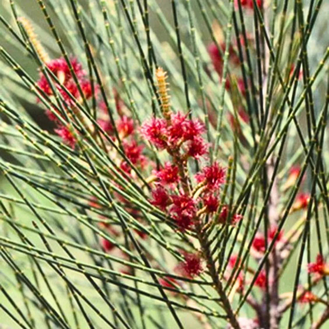 Buy Casuarina Equisetifolia - Plant Online at  Lalitenterprise