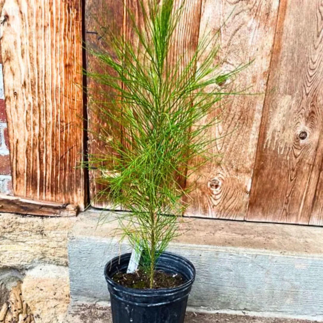 Buy Australian Pine - Plant Online at Lalitenterprise