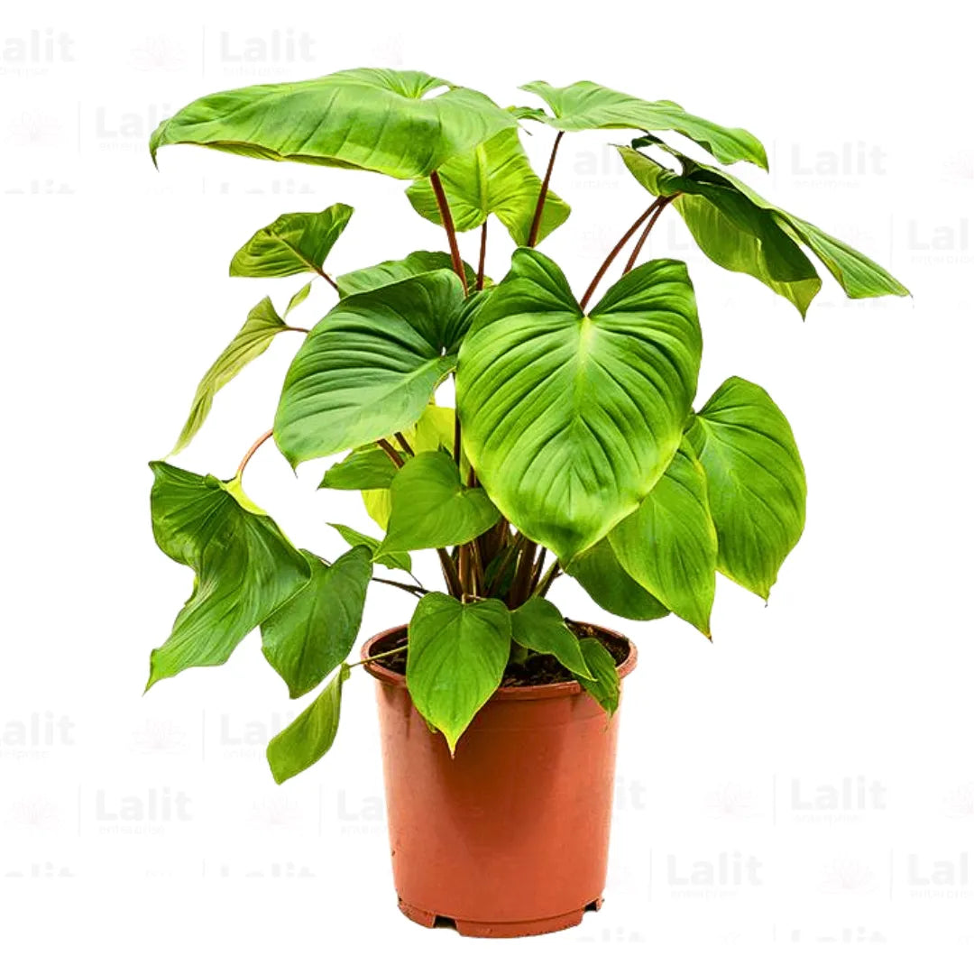 Buy Homalomena Rubescens (Queen of Hearts) - Plant Online at Lalitenterprise