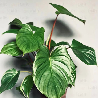 Buy Homalomena Rubescens - Plant Online at Lalitenterprise