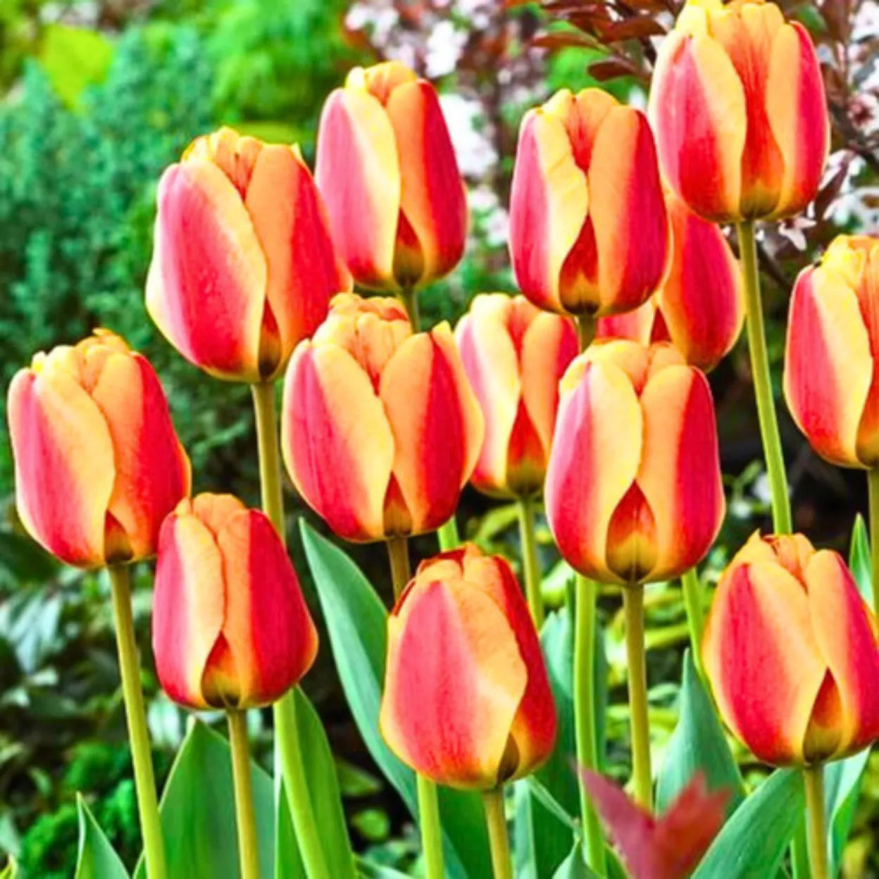 Buy Tulip Flowering Bulbs "Orange-Red" Online at Lalitenterprise