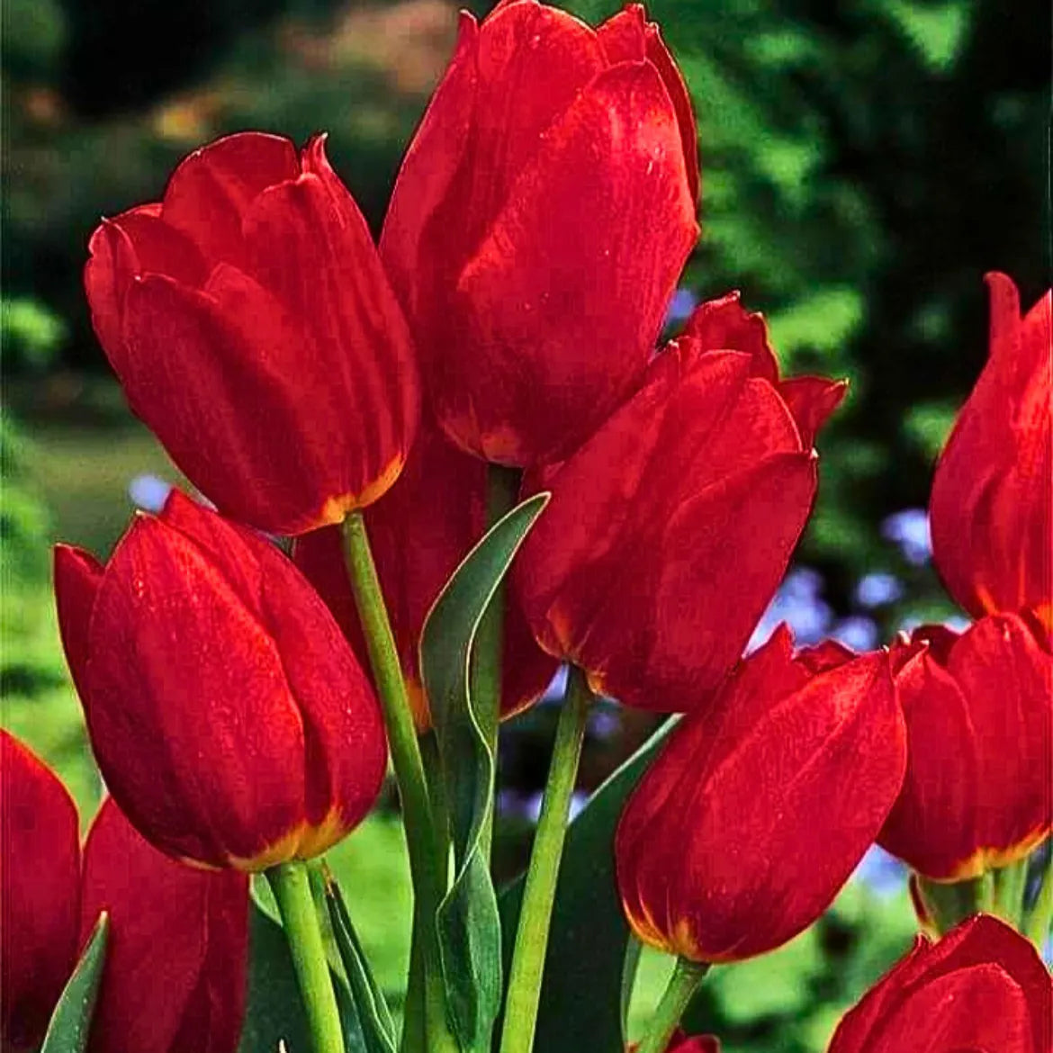 Buy Tulip Flowering Bulbs "Red" Online at Lalitenterprise