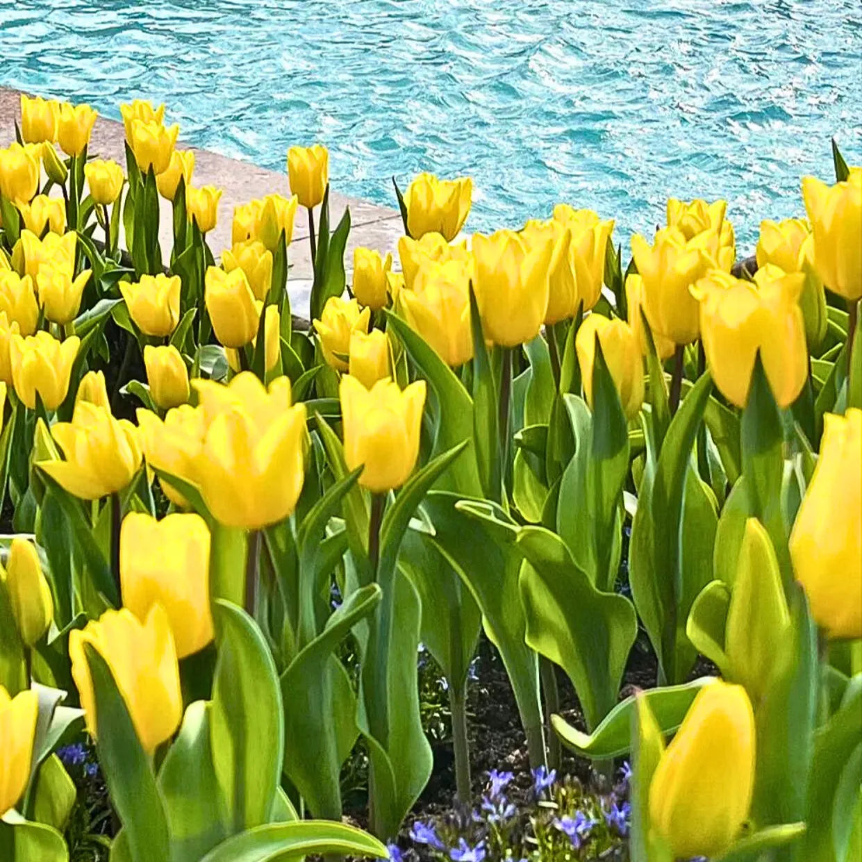 Buy Tulip Flowering Bulbs "Yellow" Online at Lalitenterprise