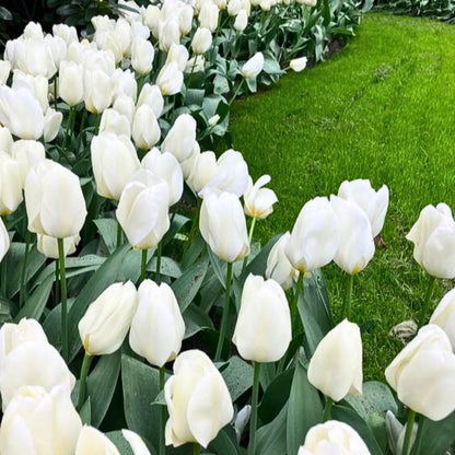 Buy Tulip Flowering Bulbs "White" Online at Lalitenterprise