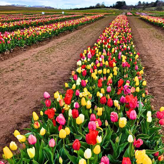 Buy Tulip Flowering Bulbs "Multicolour" Online at Lalitenterprise