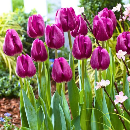 Buy Tulip Flowering Bulbs "Purple" Online at Lalitenterprise